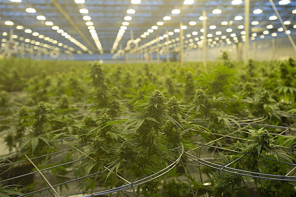 BC Bud growing in farm