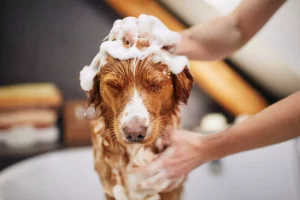 bathing dog