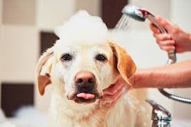 dog with shampoo