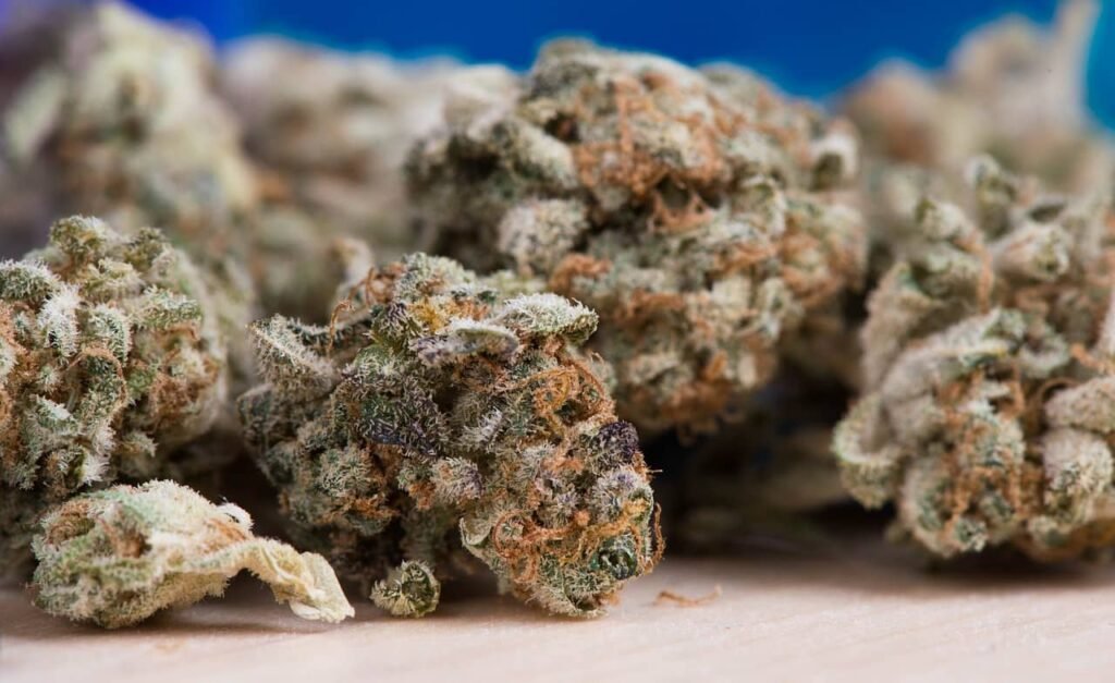 marijuana bud